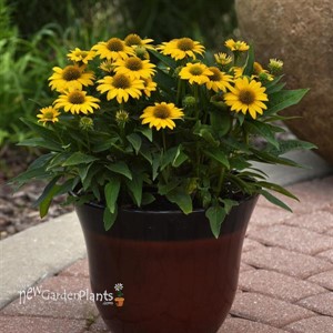Echinacea Sombrero Poco Yellow