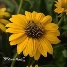 Echinacea Sombrero Poco Yellow