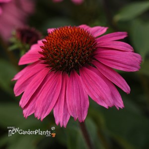 Sombrero Rosada Coneflower