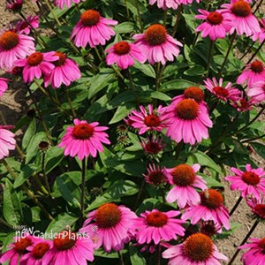 Sombrero Rosada Coneflower