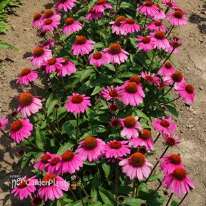 Sombrero Rosada Coneflower