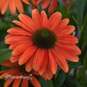 Echinacea Sombrero Tango Tangerine