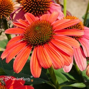 Echinacea Sombrero Tango Tangerine