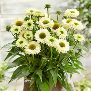 Echinacea 'Sunseekers White Perfection'