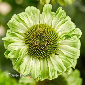 Echinacea SunSeekers Apple Green Coneflower