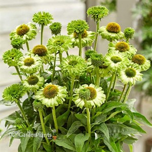 Echinacea SunSeekers Apple Green Coneflower
