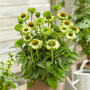 Echinacea SunSeekers Apple Green Coneflower