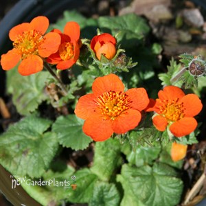 Geum Koi Avens