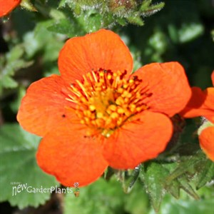 Geum Koi Avens