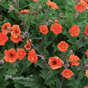 Geum RUSTICO Orange