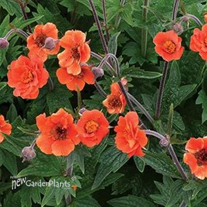 Geum RUSTICO Orange
