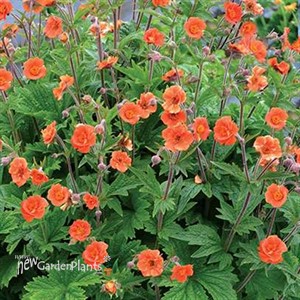 Geum RUSTICO Orange