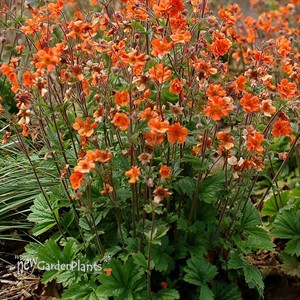 Geum RUSTICO Orange