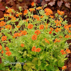Geum ‘Sunkissed Lime’
