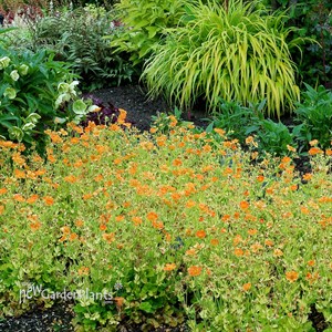 Geum ‘Sunkissed Lime’