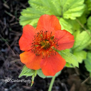 Geum ‘Sunkissed Lime’