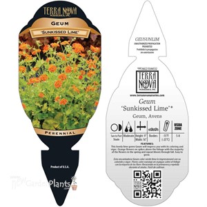 Geum ‘Sunkissed Lime’