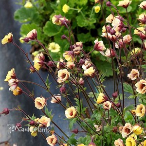 Geum TEMPO Yellow