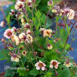 Geum TEMPO Yellow
