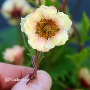 Geum TEMPO Yellow