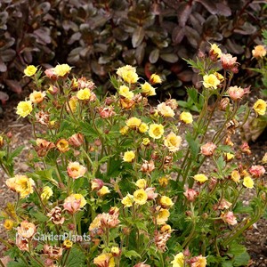 Geum TEMPO Yellow