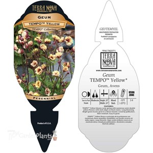 Geum TEMPO Yellow