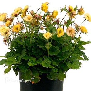Geum TEMPO Yellow