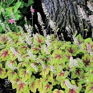 Heucherella ‘Stoplight’