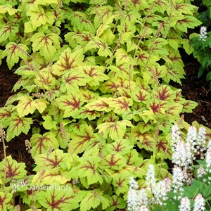 Heucherella ‘Stoplight’