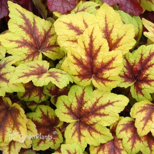 Heucherella ‘Stoplight’