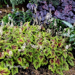 Heucherella ‘Stoplight’