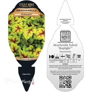 Heucherella ‘Stoplight’