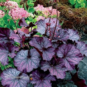 Heuchera NORTHERN EXPOSURE™ Purple