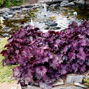 Heuchera NORTHERN EXPOSURE™ Purple