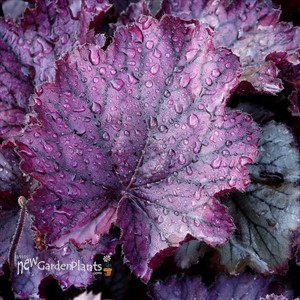 Heuchera NORTHERN EXPOSURE™ Purple