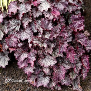 Heuchera NORTHERN EXPOSURE™ Purple