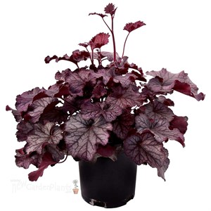 Heuchera NORTHERN EXPOSURE™ Purple