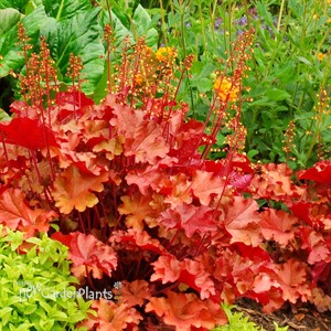 Heuchera ‘Mahogany’