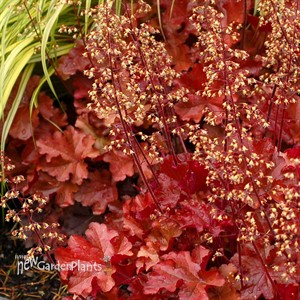 Heuchera ‘Mahogany’