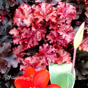 Heuchera ‘Mahogany’
