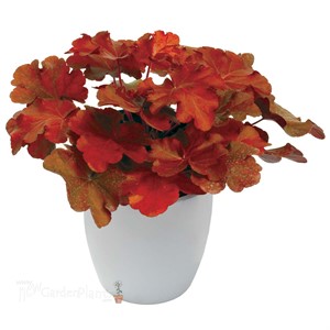 Heuchera ‘Mahogany’