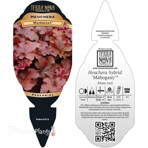 Heuchera ‘Mahogany’