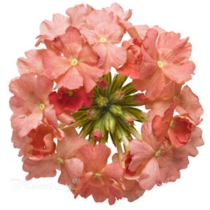 Superbena Peachy Keen Verbena