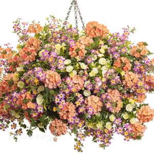 Superbena Peachy Keen Verbena