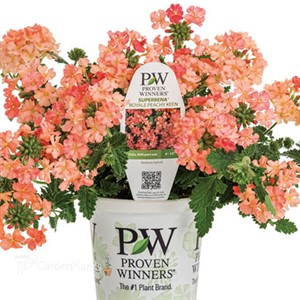 Superbena Peachy Keen Verbena
