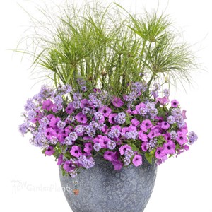 Supertunia Vista Jazzberry Petunia