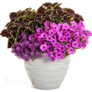 Supertunia Vista Jazzberry Petunia