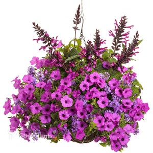 Supertunia Vista Jazzberry Petunia