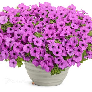 Supertunia Vista Jazzberry Petunia