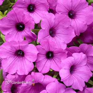 Supertunia Vista Jazzberry Petunia